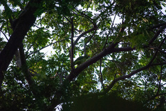 Amazona ochrocephala