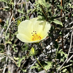 Hibiscus coulteri