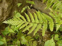 Dryopteridaceae