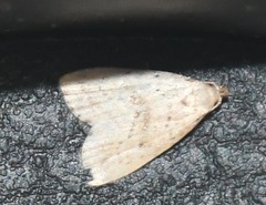 Hypenodes fractilinea