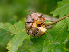 Andricus quercusstrobilanus