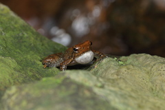 Kottigehar Bubble-Nest Frog photo 3