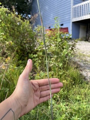 Schizachyrium scoparium
