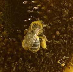 Melissodes microstictus