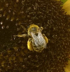 Melissodes microstictus