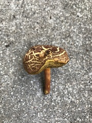 Xerocomellus chrysenteron