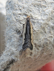 Dichomeris setosella