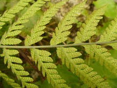 Dryopteridaceae