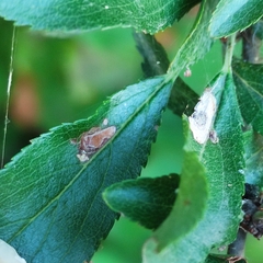 Stigmella plagicolella