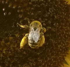 Melissodes microstictus