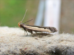 Dichomeris setosella