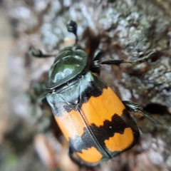 Nicrophorus vespilloides
