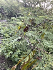 Lysiloma divaricatum