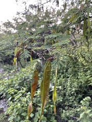 Lysiloma divaricatum