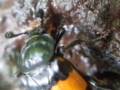 Nicrophorus vespilloides