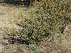 Condalia microphylla