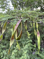 Lysiloma divaricatum