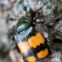 Nicrophorus vespilloides