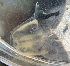 Tripedalia cystophora