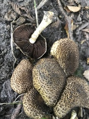 Lacrymaria echiniceps