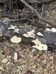 Trametes