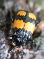 Nicrophorus vespilloides