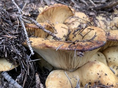 Russulales