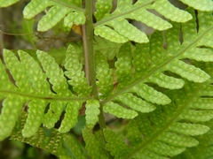 Dryopteridaceae