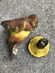 Cyanoboletus pulverulentus