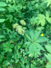 Sanicula marilandica