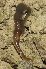 Arthurdendyus australis