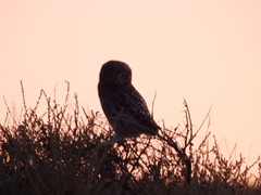 Athene noctua