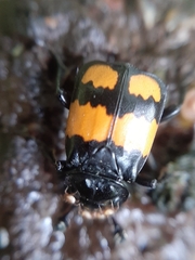 Nicrophorus vespilloides