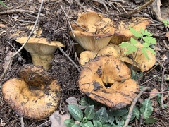 Russulales