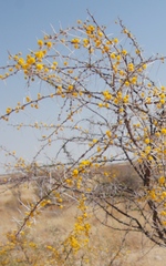 Vachellia nebrownii