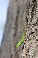 Anolis trinitatis