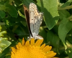 Plebejus
