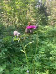 Cirsium muticum