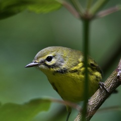 Setophaga discolor