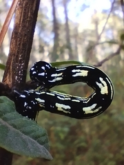 Acronyctodes mexicanaria