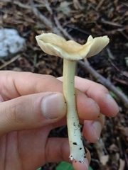 Pseudosperma sororium