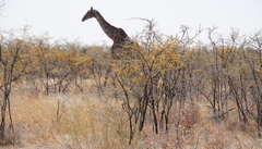 Giraffa camelopardalis angolensis