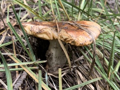 Russulales