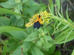 Lycomorpha pholus