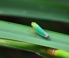 Cicadella viridis