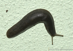 Belocaulus angustipes