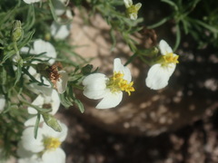 Zinnia acerosa