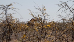 Giraffa camelopardalis angolensis