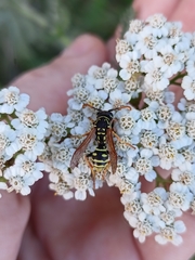 Polistes nimpha