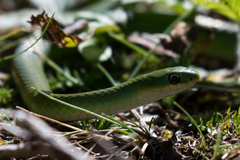 Opheodrys vernalis